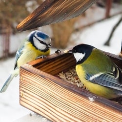 UK's Best Camera Bird Feeders