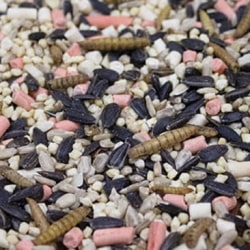 UK's Cheapest Bird Seed Mixes